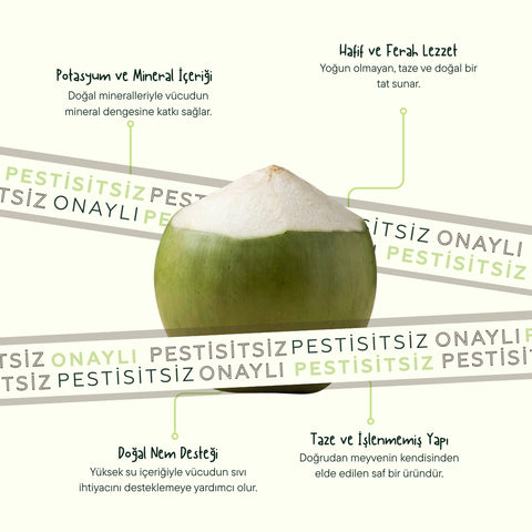 Taze Hindistan Cevizi
