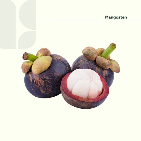Mangosten Adet